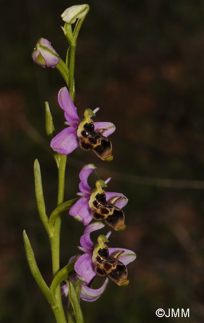 Ophrys picta