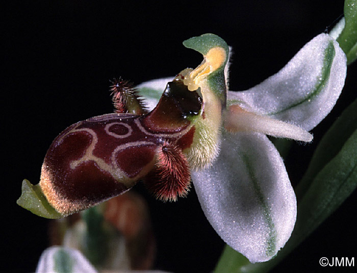 Ophrys picta