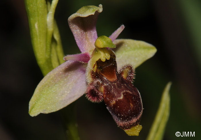 Ophrys picta