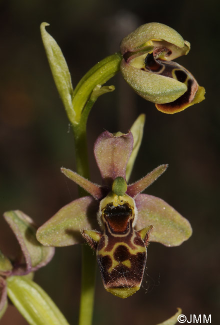 Ophrys picta