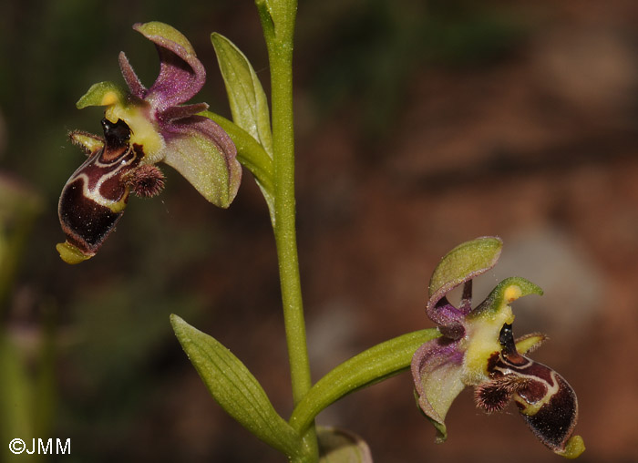 Ophrys picta