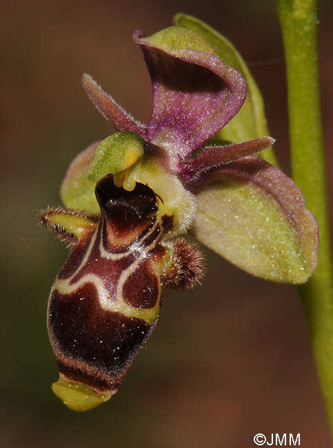 Ophrys picta