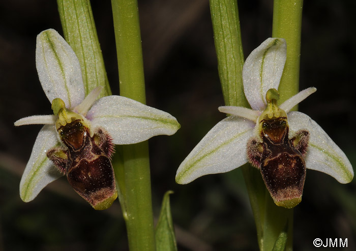 Ophrys picta