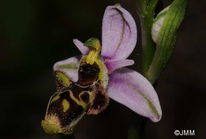 Ophrys picta