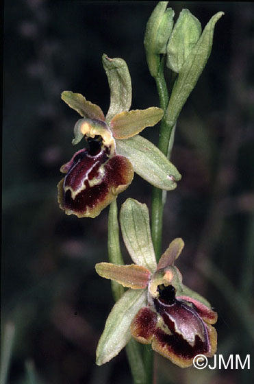 Ophrys riojana