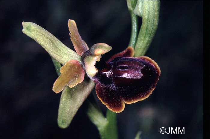 Ophrys riojana