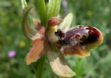 Ophrys riojana