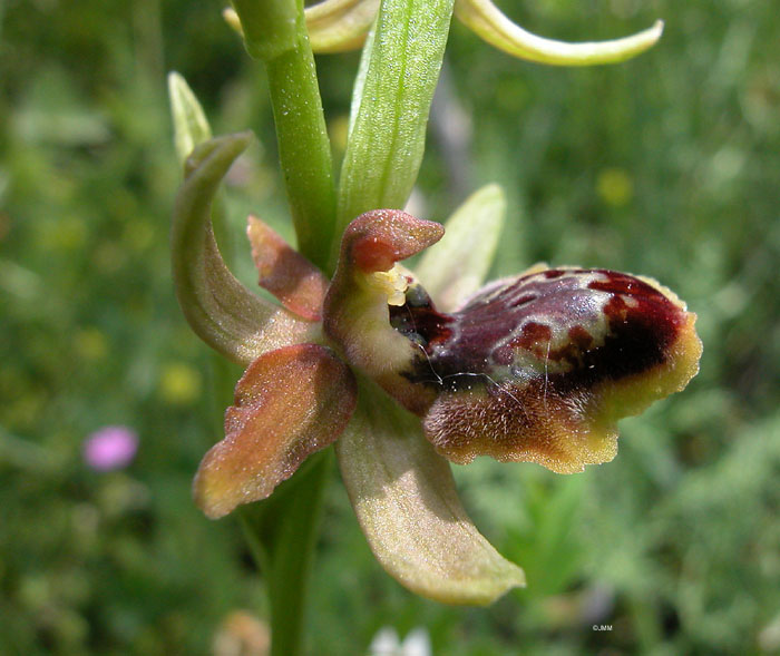 Ophrys riojana