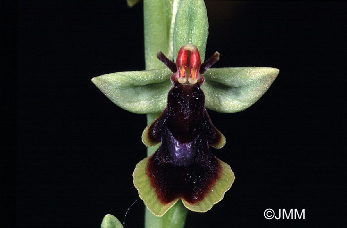 Ophrys subinsectifera