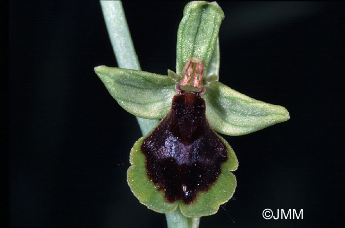 Ophrys subinsectifera