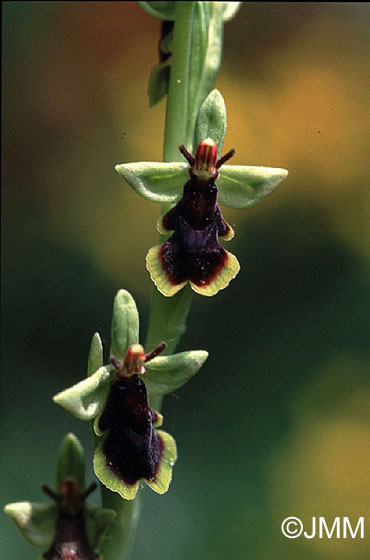 Ophrys subinsectifera