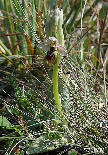 Ophrys tenthredinifera