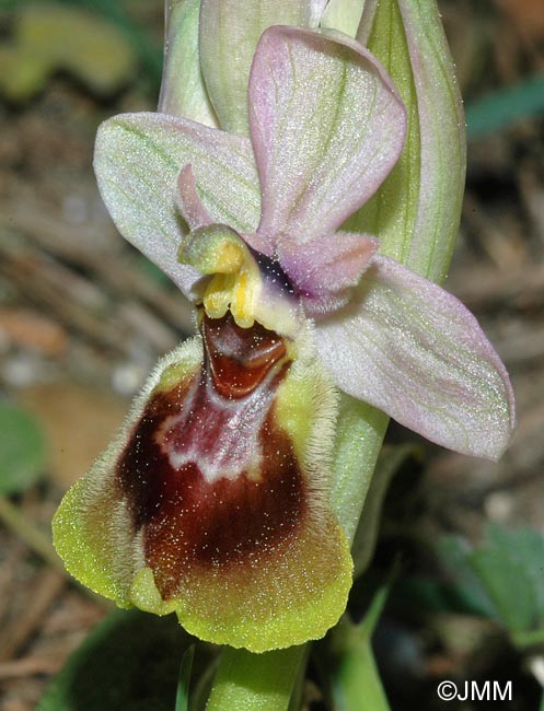 Ophrys tenthredinifera