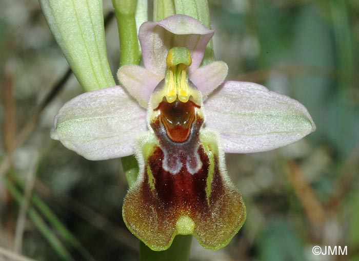 Ophrys tenthredinifera