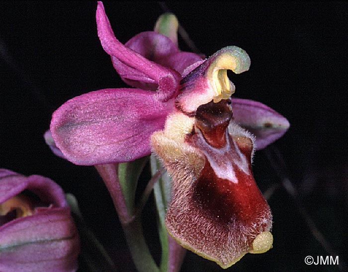 Ophrys tenthredinifera