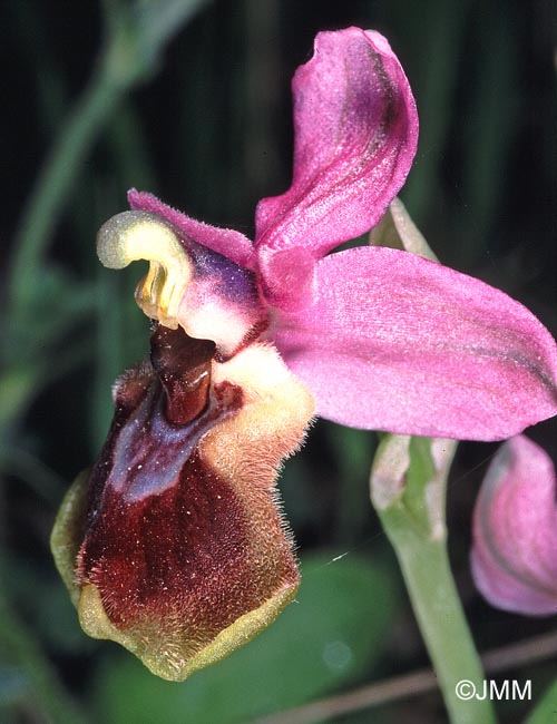 Ophrys tenthredinifera