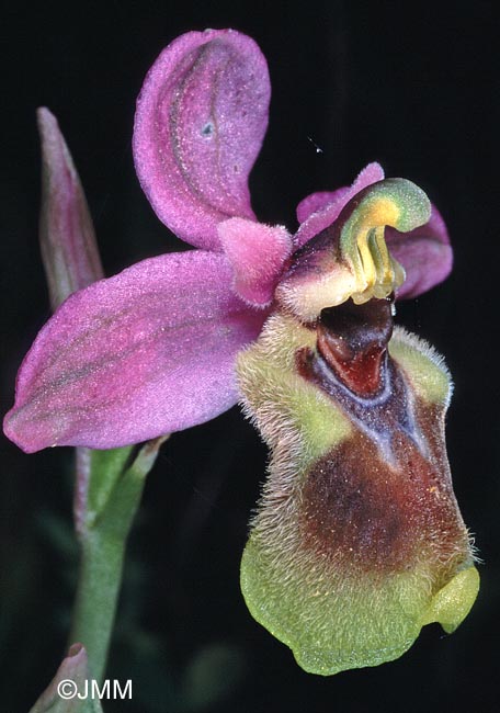 Ophrys tenthredinifera