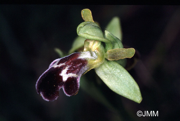 Ophrys vasconica 