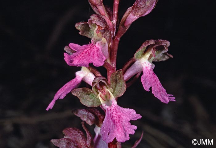 Orchis cazorlensis