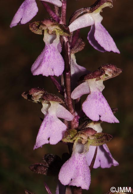 Orchis cazorlensis