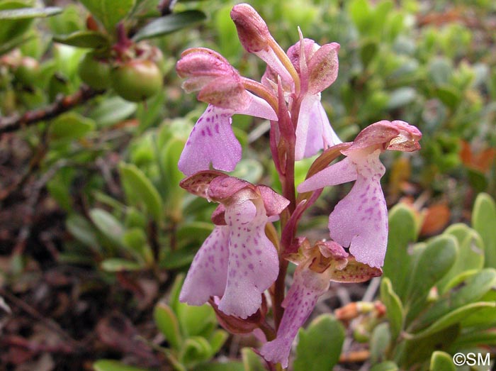 Orchis cazorlensis