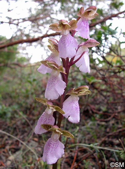 Orchis cazorlensis