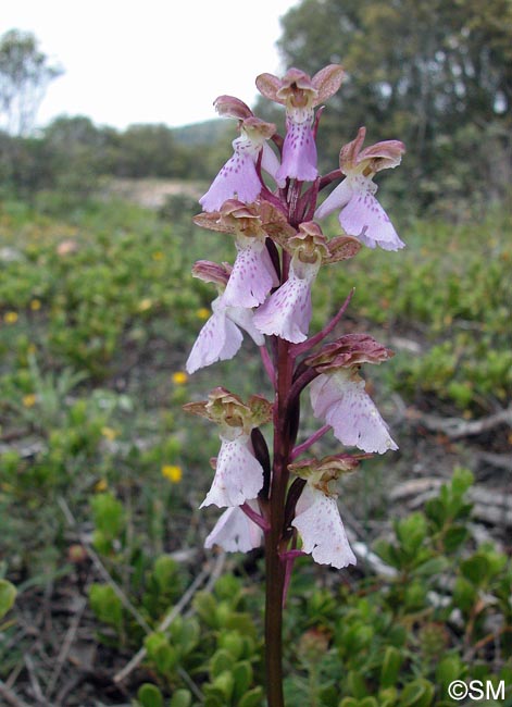 Orchis cazorlensis