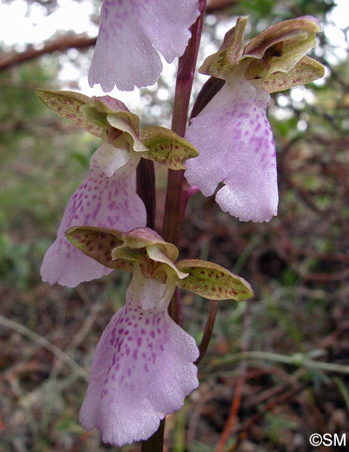 Orchis cazorlensis