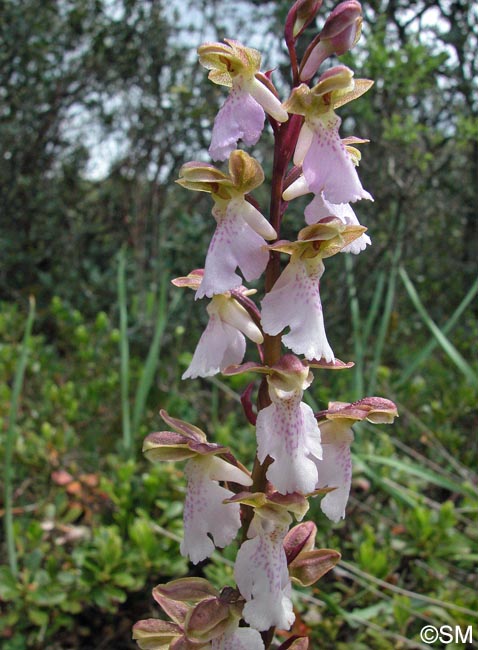 Orchis cazorlensis