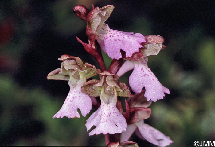 Orchis cazorlensis