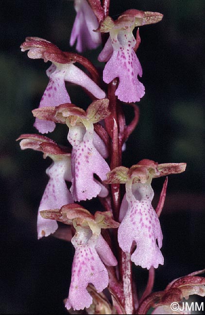 Orchis cazorlensis