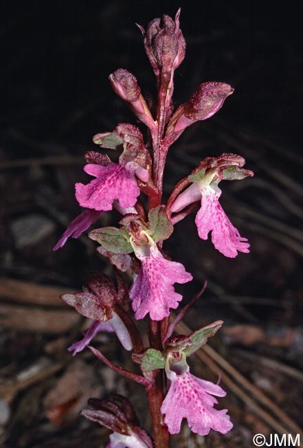 Orchis cazorlensis