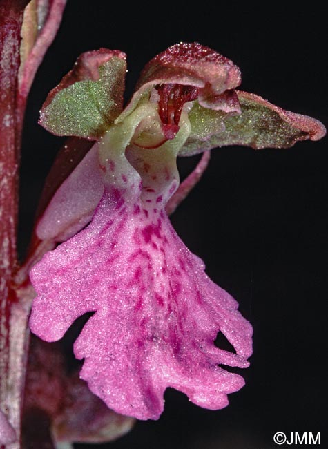 Orchis cazorlensis