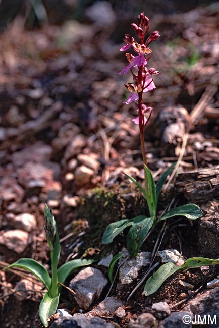 Orchis cazorlensis