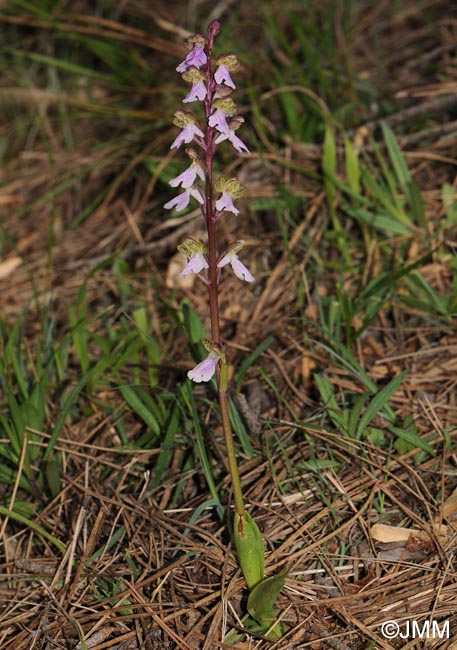 Orchis cazorlensis