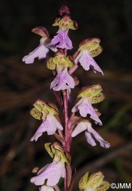 Orchis cazorlensis