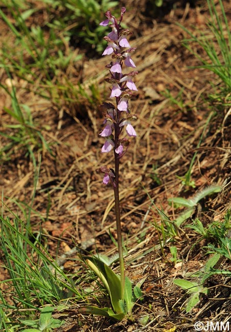 Orchis cazorlensis