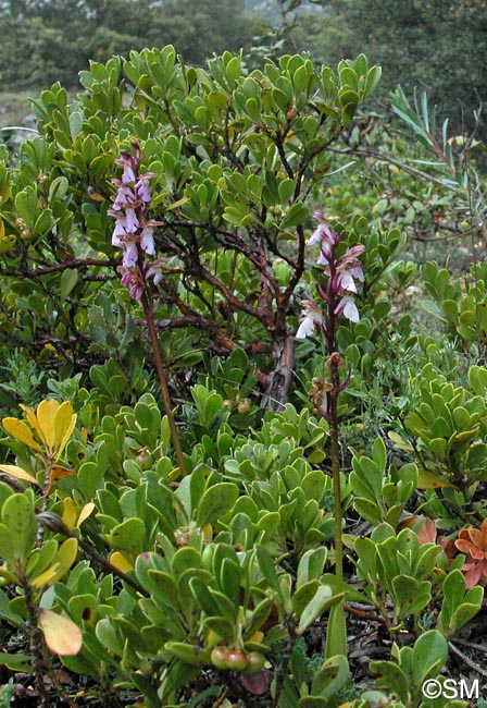 Orchis cazorlensis