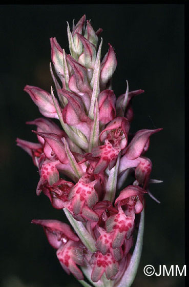 Orchis fragrans