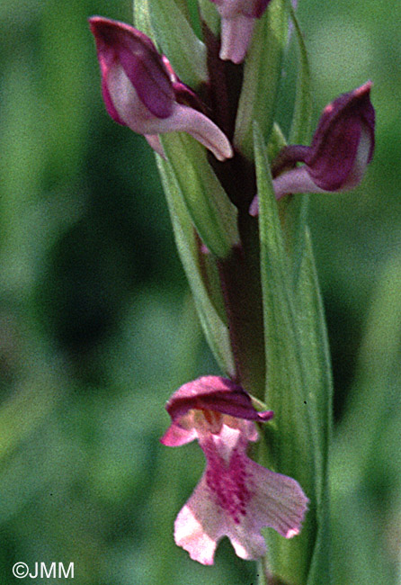 Orchis fragrans x Orchis laxiflora