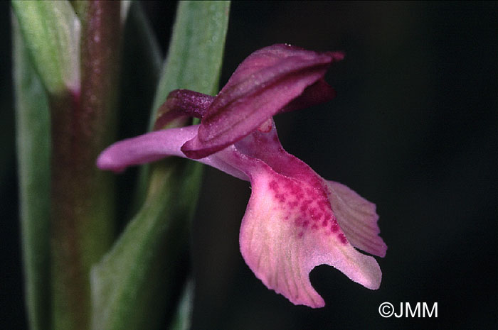 Orchis fragrans x laxiflora