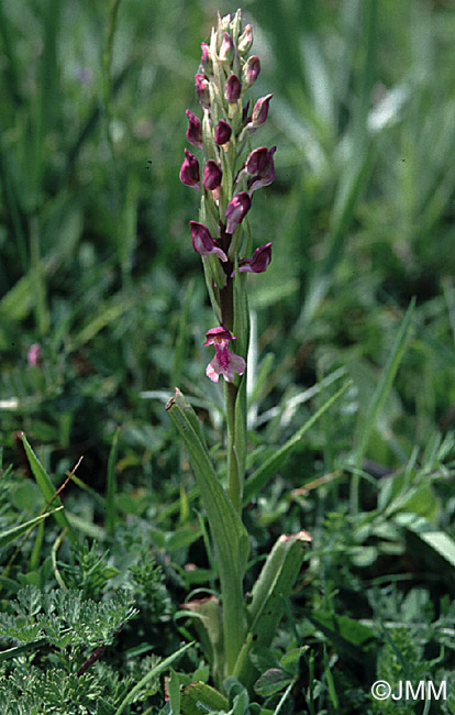 Orchis fragrans x Orchis laxiflora