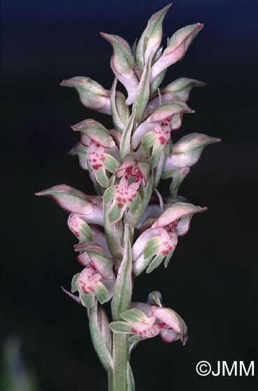 Orchis fragrans