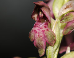 Orchis fragrans