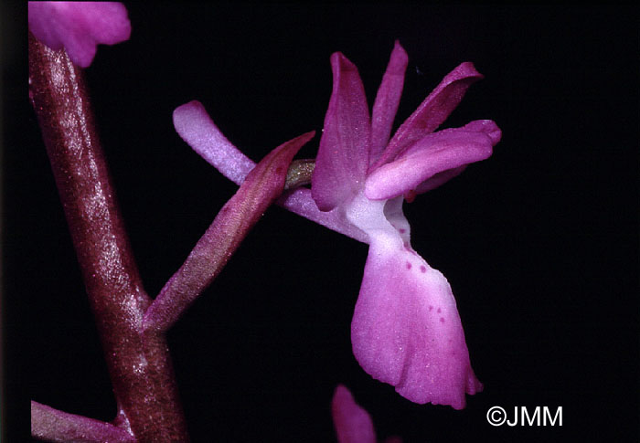 Orchis langei