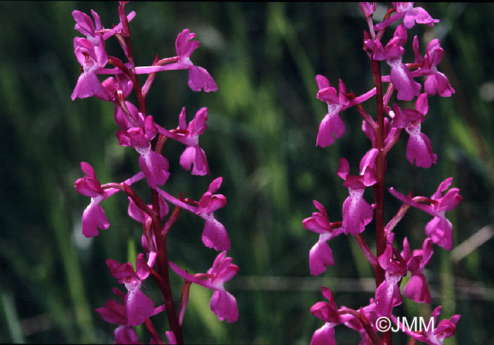 Orchis langei