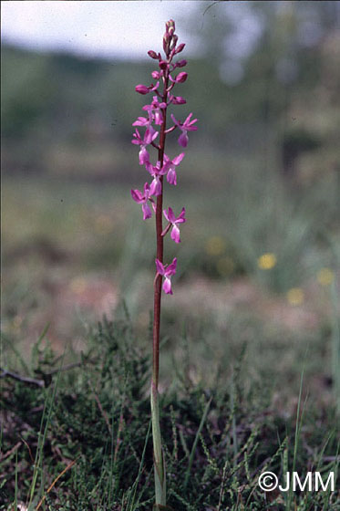 Orchis langei