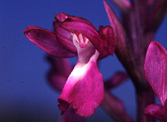 Orchis laxiflora