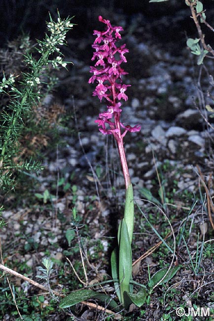 Orchis olbiensis