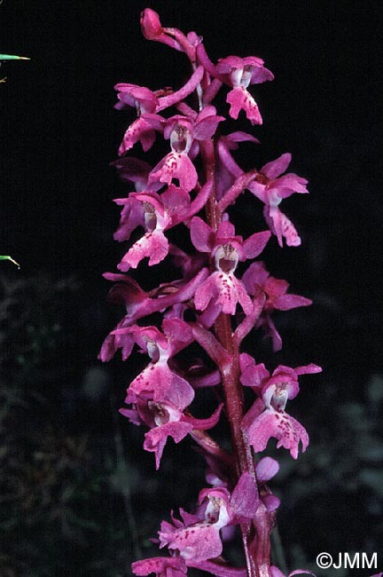 Orchis olbiensis